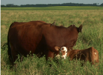 The summer has flown by! Can you believe the harvest is in full swing? From fruits and veggies to meat and grains, plus everything in between! Make sure to get your share while the getting is good! - mailchi.mp/e4a42dae3442/t…