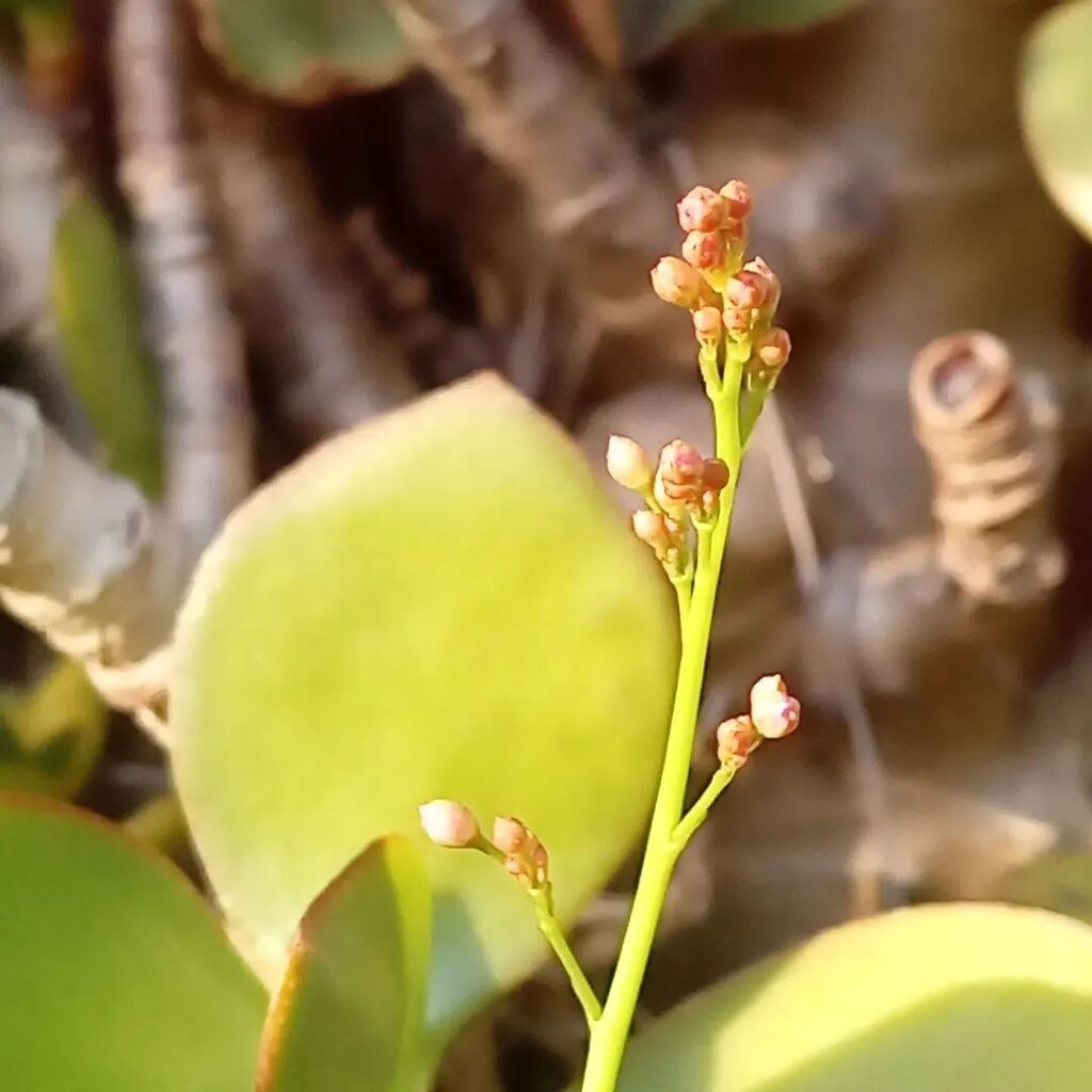 qtykity's tweet photo. #persicariafiliformis #ミズヒキ https://t.co/qLxT014wG4