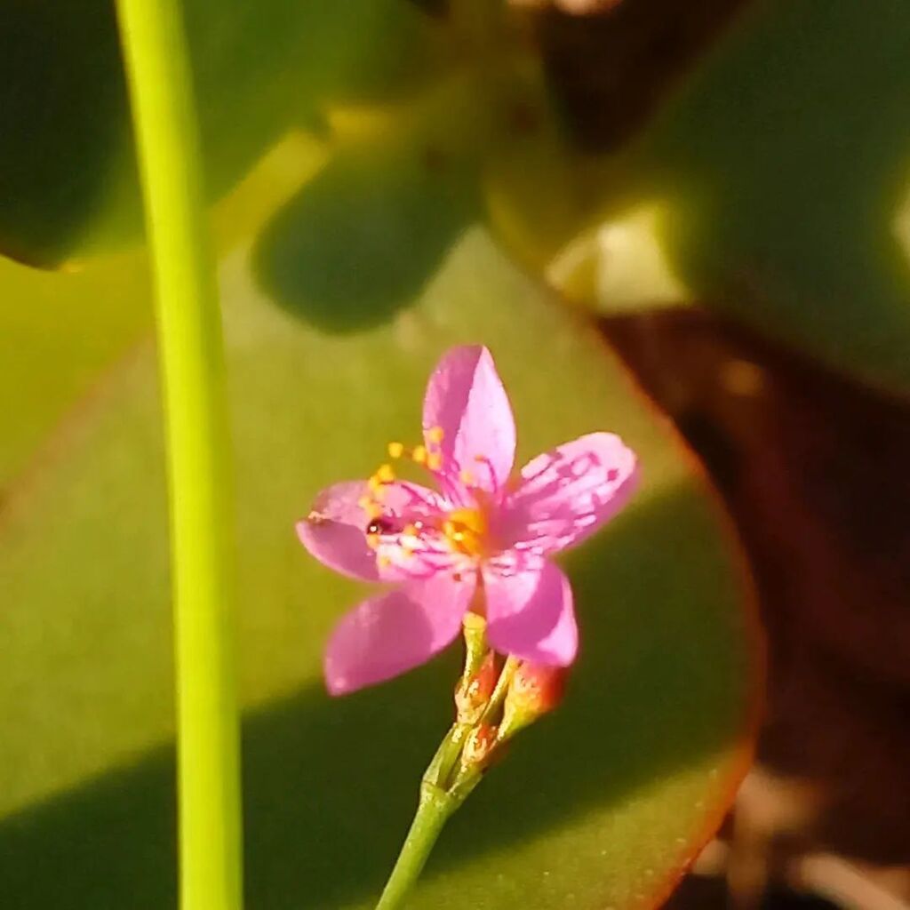 qtykity's tweet photo. persicariafiliformis #ミズヒキの花 https://t.co/JsAVA7ueB0