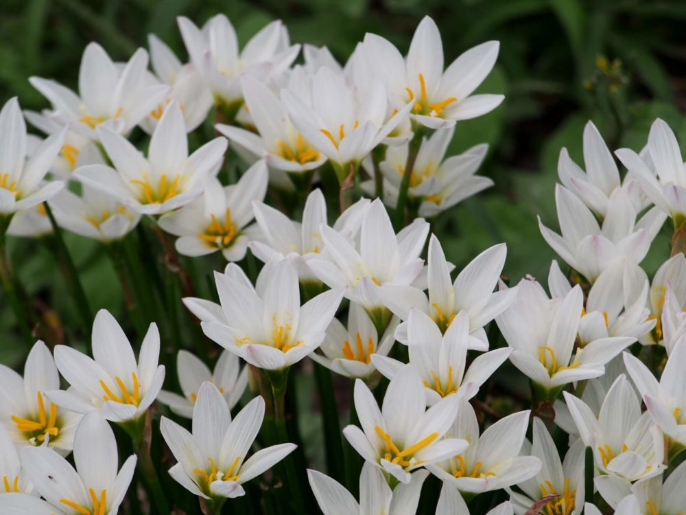 Beauty Dream ナチュラルわんぴーす作家 Clover Mercari Twitter