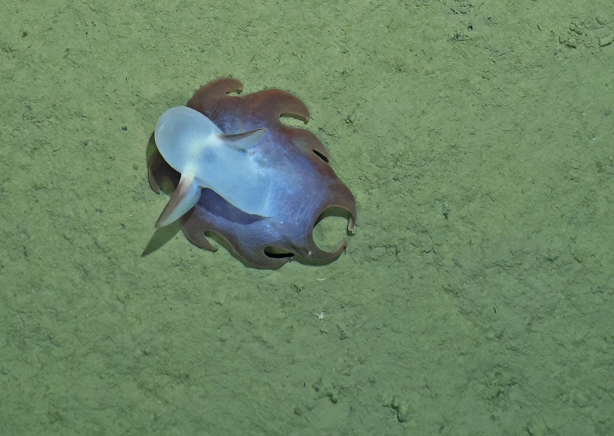 squamiferum's tweet photo. Earlier during the cruise we also saw a live dumbo octopus of presumably the same species on the towed-camera system OFOS, 5300 m deep, southern wall of Aleutian Trench. #AleutBio https://t.co/o5YzCCt8DQ