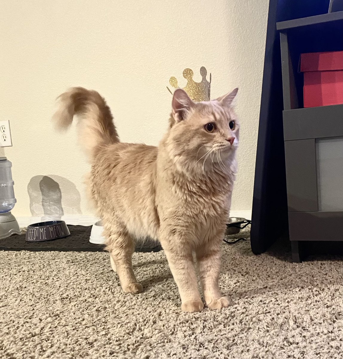 EricaMissKane's tweet photo. My little king made his first revolution around the sun ☀️ Happy birthday to my Honey 🍯 #birthdaycat #kingofthecats #CatsOfTwitter #catmom https://t.co/jJ5rVxq6Ho