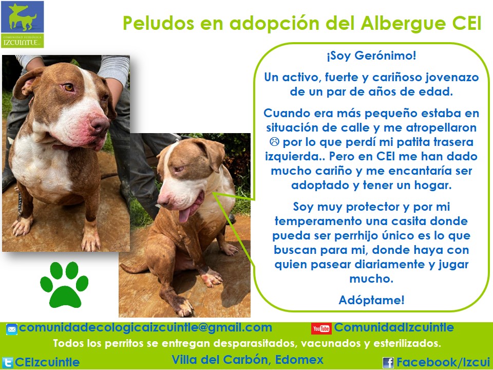 ¡Soy Gerónimo!
Un activo, fuerte y cariñoso jovenazo de un par de años de edad.
Cuando era más pequeño en situación de calle me atropellaron  por lo que perdí mi patita trasera izquierda.. Pero en CEI me han dado mucho cariño y me encantaría ser adoptado y tener un hogar.