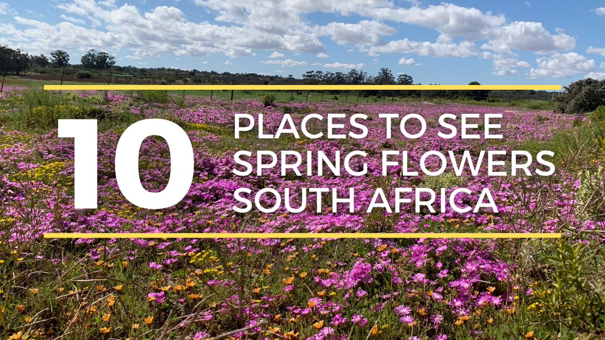 travellocal_sa's tweet photo. Flower Season - Top 10 Places to See the Spring Flowers in South Africa 🌸🌼 

https://t.co/n3IQIblNE0 via @YouTube

#flowers #spring #travellocalsa https://t.co/Dwd9gID7Og