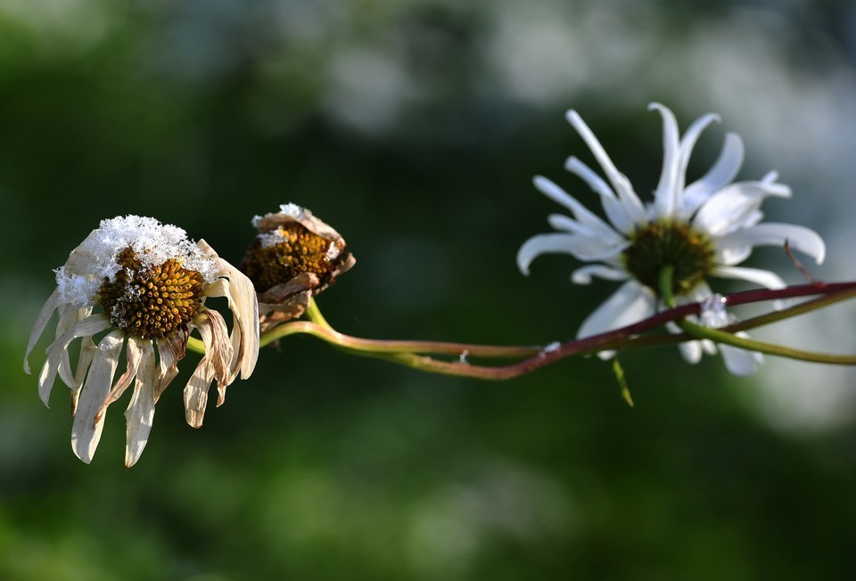 Будут ли заморозки в Москве и области в первые дни сентября, рассказали в Московском метеобюро

msk.kp.ru/daily/27438/46…