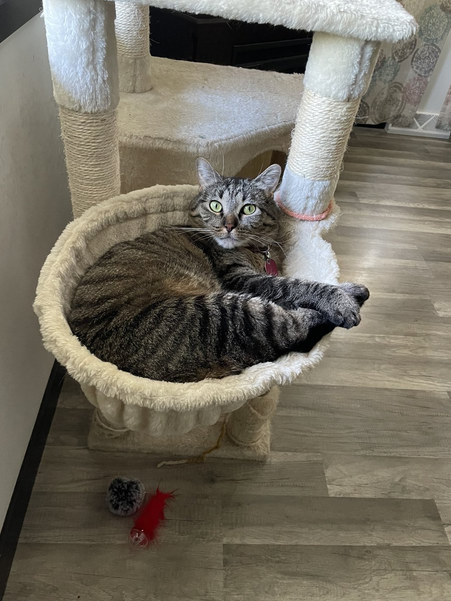 djd1993's tweet photo. Someone is very happy i moved her cat tower back in front of the window 😂❤️ https://t.co/0sY9kulNDK