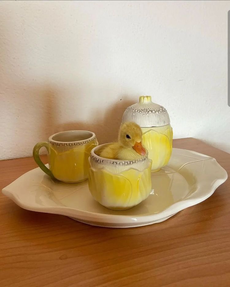 Duck in a cup