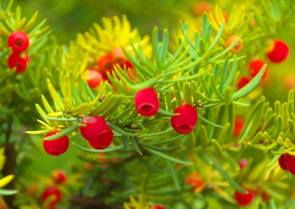 Beauty Dream ナチュラルわんぴーす作家 Clover Mercari Twitter