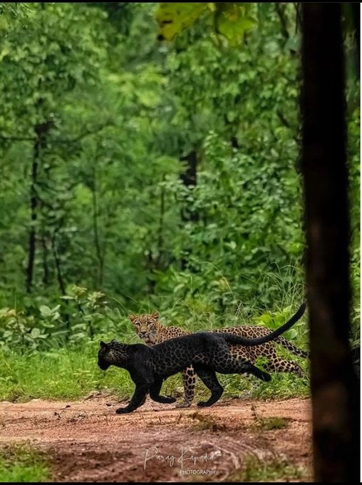 Black Leopard and Common Leopard in Pench Tiger Reserve 
