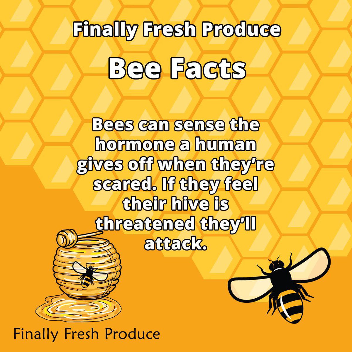 FinallyProduce's tweet photo. #Honeybees indeed do sense fear! They are very tuned in creatures that pick up on vibrations and smells very easily.

#beekeeperslife #beehives #savethebees #bees #beekeepers #bee #beekeeper #honey #beehives #flower #polinators #apiculture https://t.co/y5jRzO5KuK