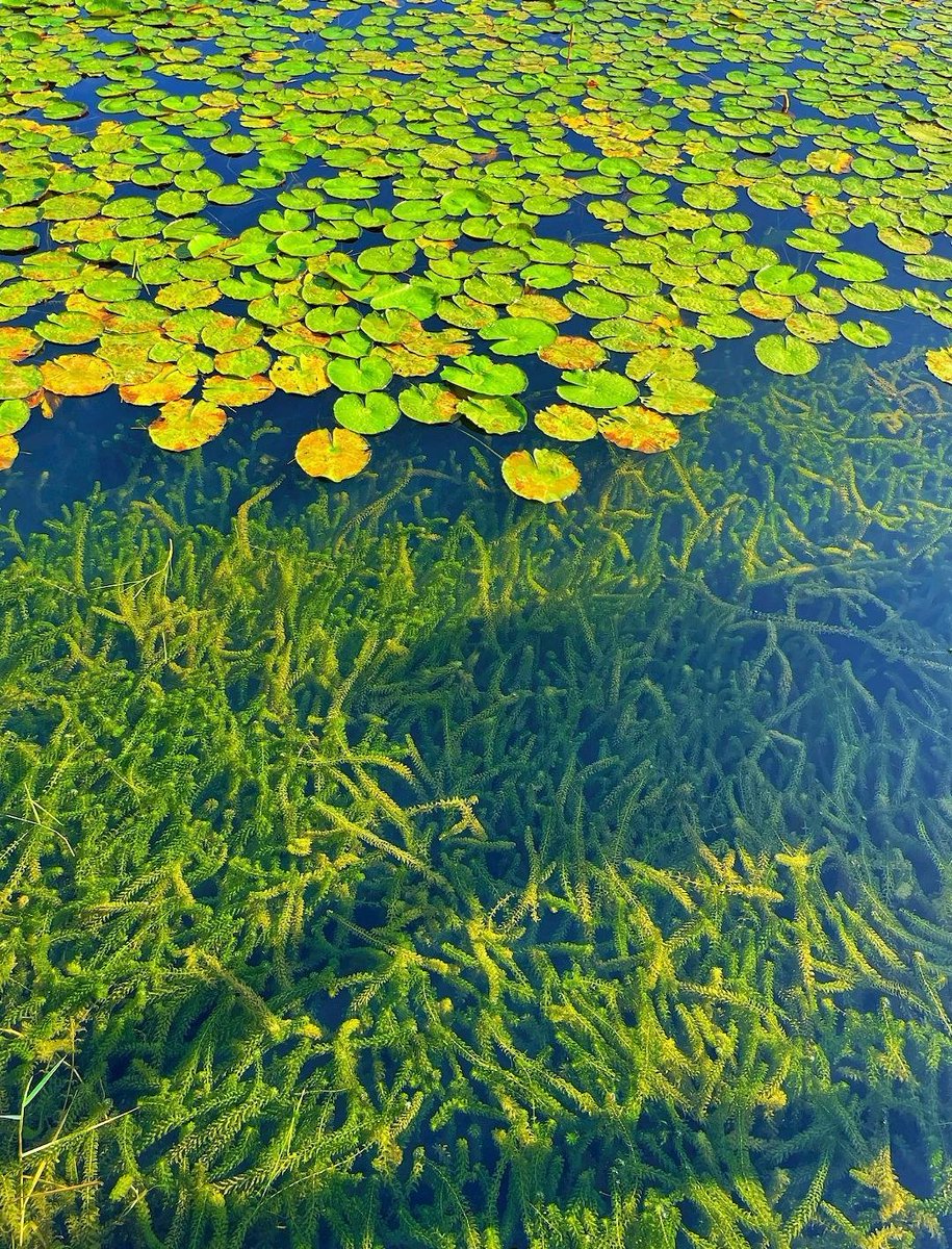 zhangmanman555's tweet image. 秋水清无底，萧然静客心。