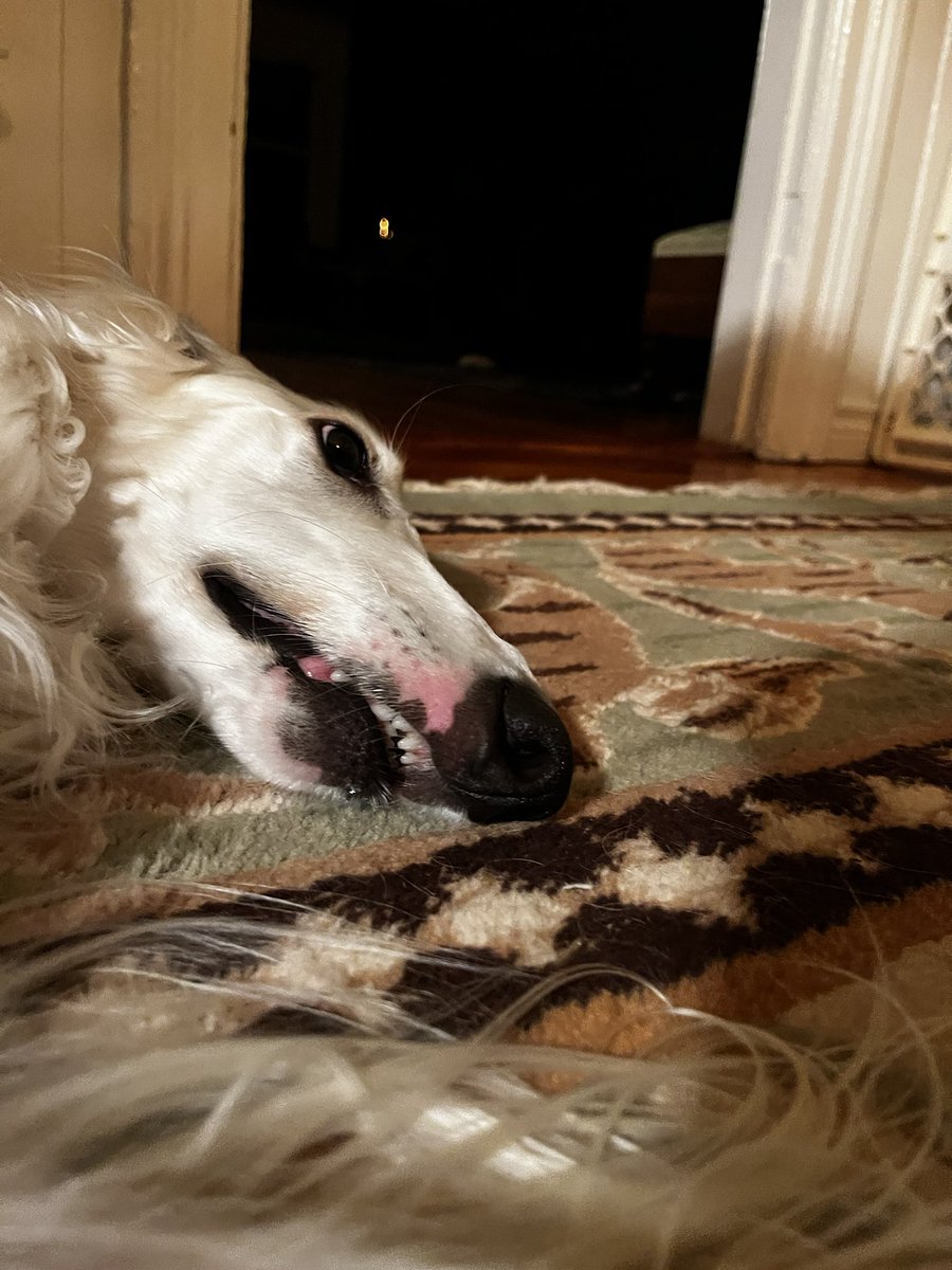 loop_snoot's tweet photo. Teef https://t.co/c0ial582Me