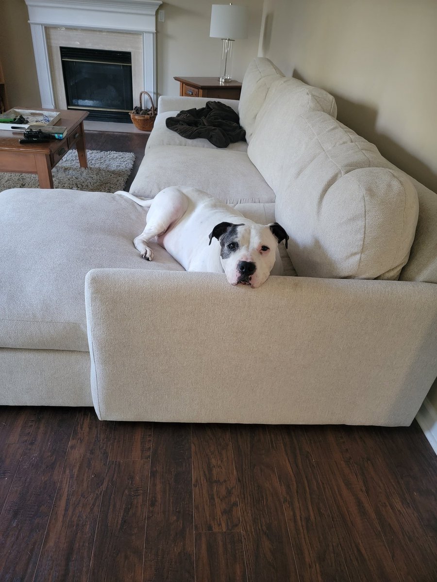 Anna_Mason03's tweet photo. @dog_rates @Trupanion My Duncan, our giant baby we rescued when he was 4. Best boy, never met a stranger and just wanted to cuddle. We miss him every day. https://t.co/ghVvE4im1y