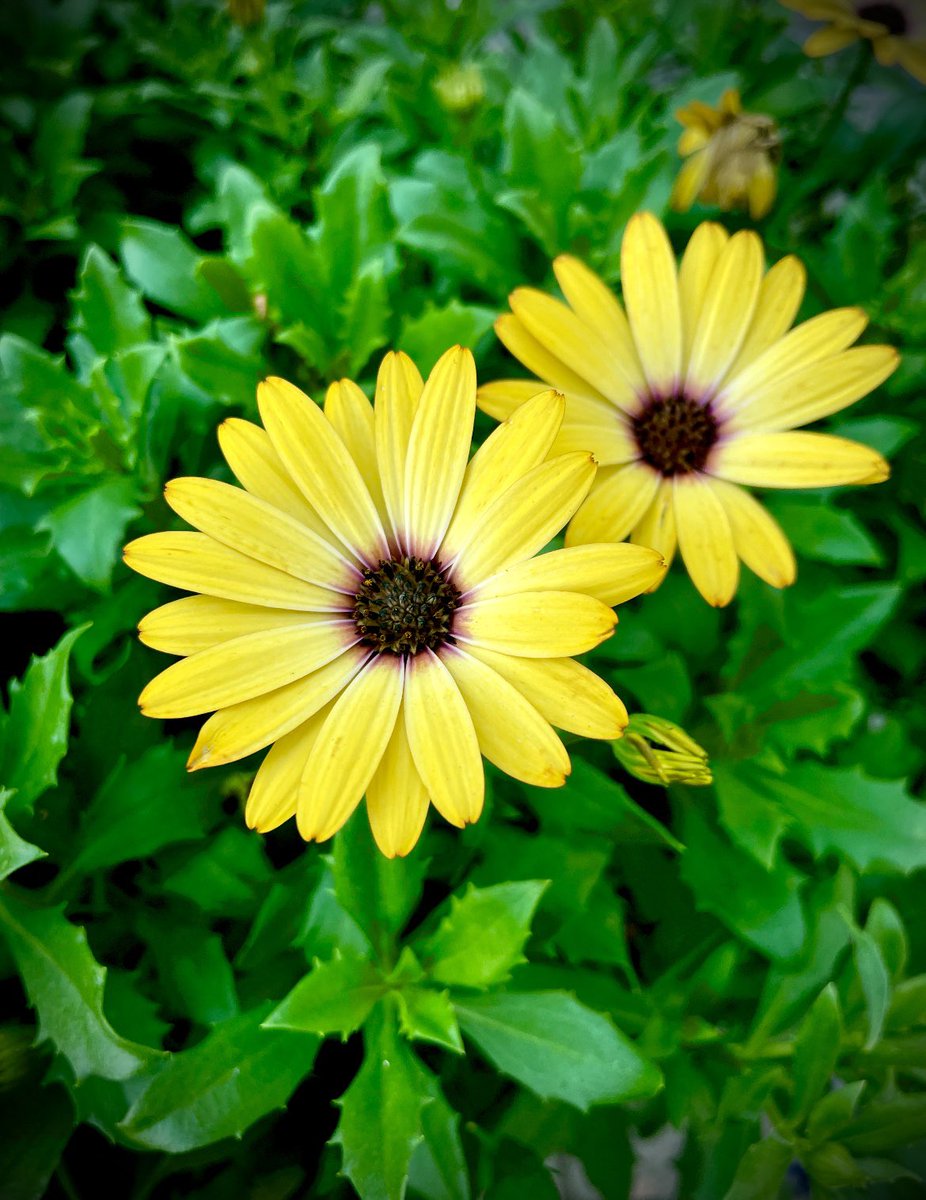 Snax85one's tweet photo. GM!

#NFTCommunity #flower #nfts #nftart #nftartist #nftphotography https://t.co/iCsG0gWm45