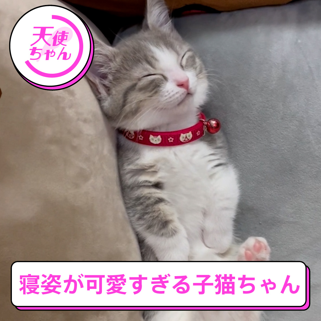 天使猫ちゃんのストラップฅ ^ •ω• ^ ฅ໒꒱· ゜ TBS『THE TIME, 』 on X: 