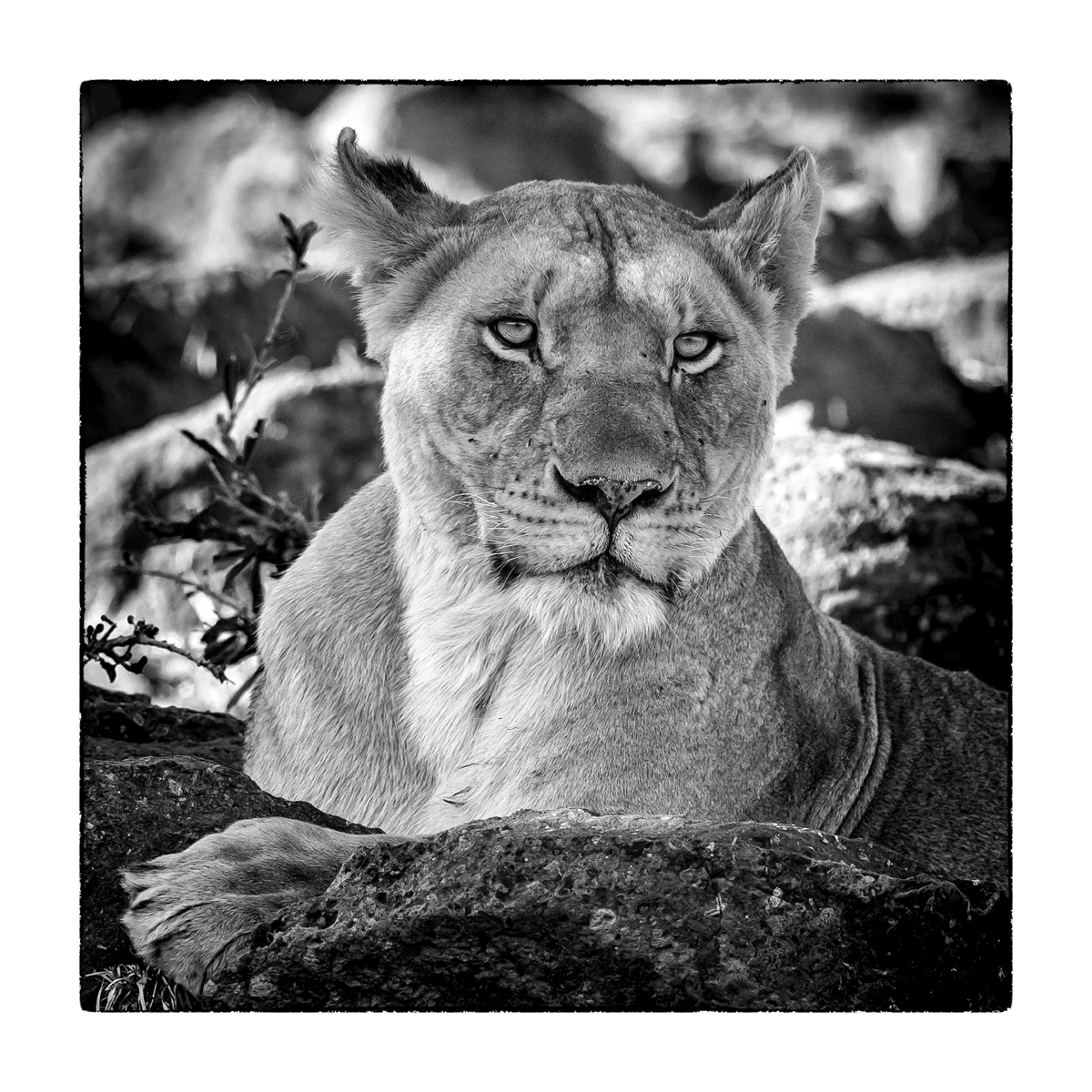 Le catalogue de notre exposition Daniel Fauchon est disponible par mail! 
Demandez le nous en MP ou via mail
fionagaleriehamon@gmail.com