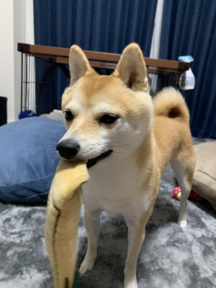 kinakoooo_0816's tweet photo. ボーナスやっふぉい！と給料袋をもってくる豆柴🥹日にちまでわかるなんて😮‍💨ちゃっかりしてる🥹🫶 https://t.co/OW56zrP2u7