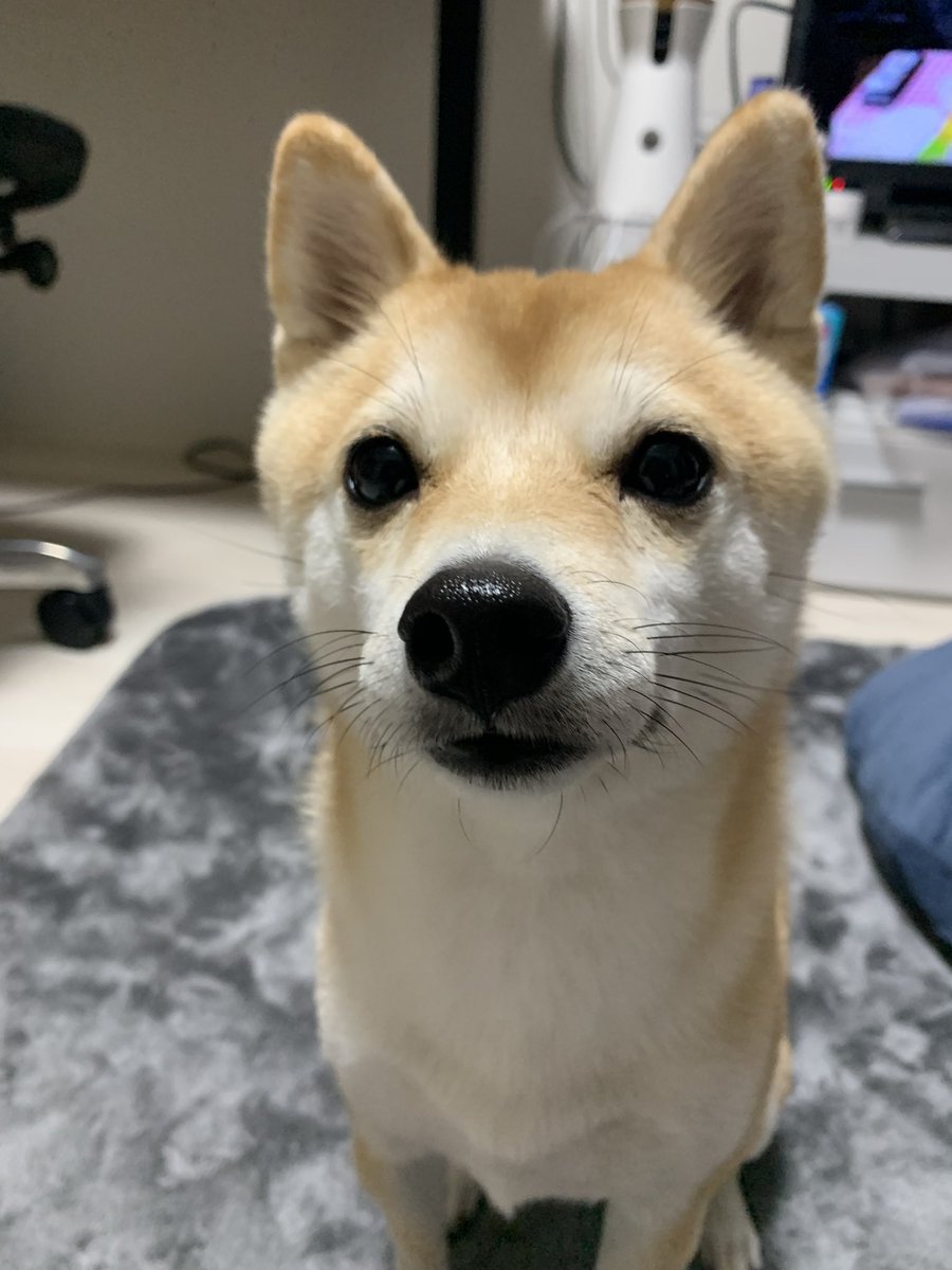 kinakoooo_0816's tweet photo. ボーナスやっふぉい！と給料袋をもってくる豆柴🥹日にちまでわかるなんて😮‍💨ちゃっかりしてる🥹🫶 https://t.co/OW56zrP2u7