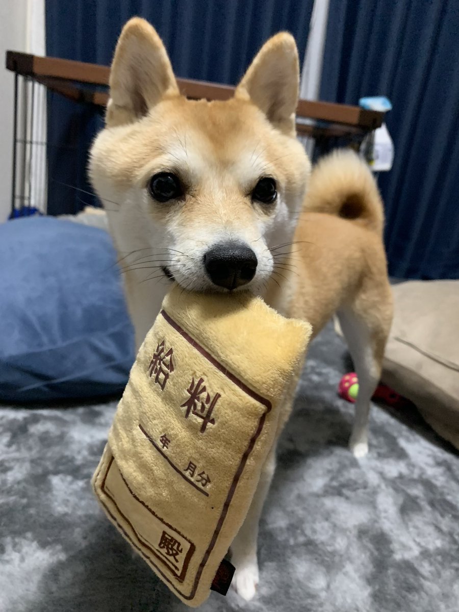 kinakoooo_0816's tweet photo. ボーナスやっふぉい！と給料袋をもってくる豆柴🥹日にちまでわかるなんて😮‍💨ちゃっかりしてる🥹🫶 https://t.co/OW56zrP2u7