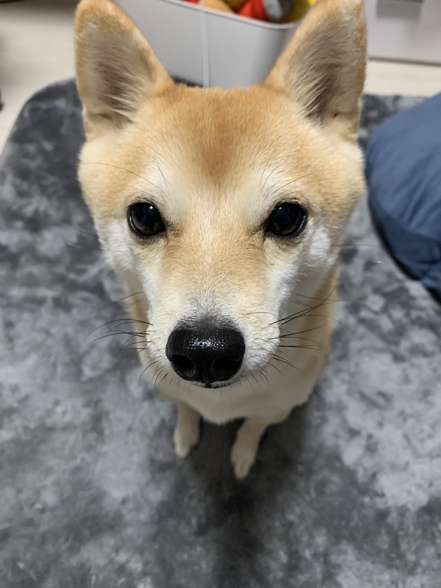 ボーナスやっふぉい！と給料袋をもってくる豆柴🥹日にちまでわかるなんて😮‍💨ちゃっかりしてる🥹🫶