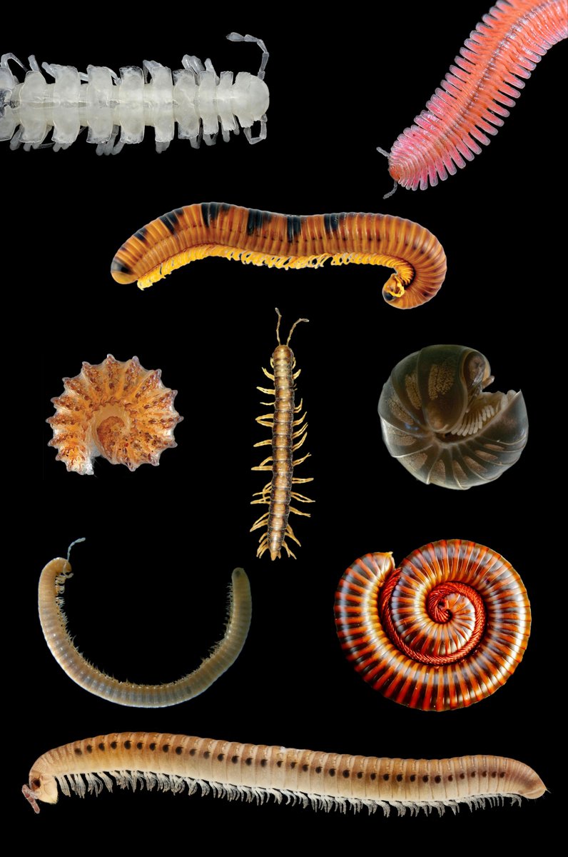 Ologies's tweet photo. GUESS WHAT YOU LOVE MILLIPEDES NOW. Trust me I'm from the future and you listened to this episode with Dr. @derekhennen and now you sniff millipedes and look for them under blacklights, weirdo. It rules. 

Get into Diplopodology: https://t.co/CjacuaMOMq https://t.co/dKVArX4ag1