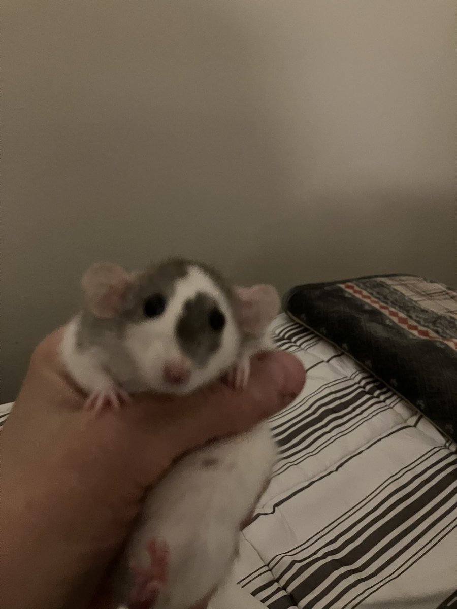 Darla says hai to all rats of Twitter. #dumbodwarf