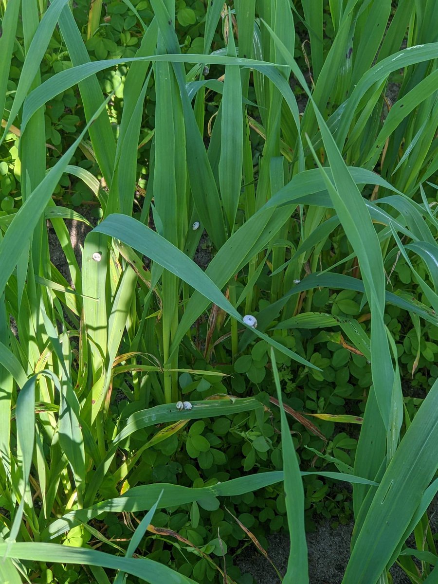 Hennie Botha (@henniebotha130) on Twitter photo Week 6 measurements of our oats biomass trial. Applied the remaining 30 units to the split nitrogen treatment. Plenty of snails within the plots, along with lots of clover within one of the two plots. <a href="/AJenko12/">Andrew Jenkinson</a> <a href="/AHagboom/">Ashton Hagboom</a> <a href="/DarcyCobley/">Darcy Cobley</a> <a href="/JoelTheGinger/">Joel Kelly</a> <a href="/SJB_Ag/">Sarita Bennett</a> <a href="/Bec_Swift_/">Bec Swift</a> Week 6 measurements of our oats biomass trial. Applied the remaining 30 units to the split nitrogen treatment. Plenty of snails within the plots, along with lots of clover within one of the two plots. <a href="/AJenko12/">Andrew Jenkinson</a> <a href="/AHagboom/">Ashton Hagboom</a> <a href="/DarcyCobley/">Darcy Cobley</a> <a href="/JoelTheGinger/">Joel Kelly</a> <a href="/SJB_Ag/">Sarita Bennett</a> <a href="/Bec_Swift_/">Bec Swift</a>