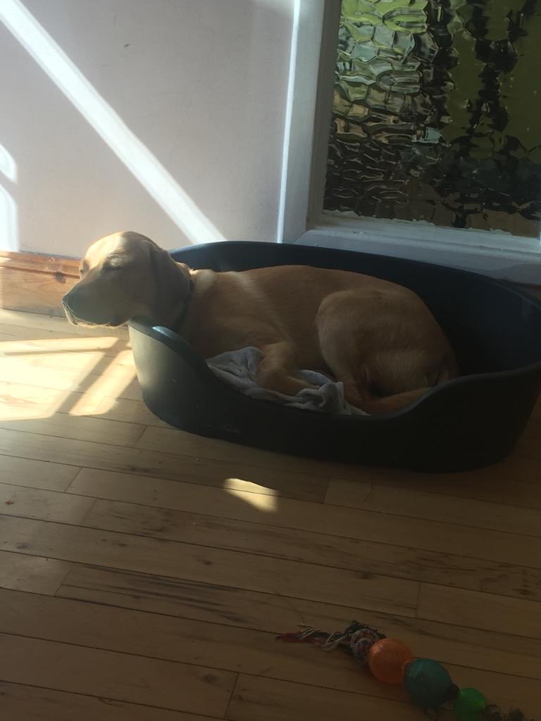 gearoidc's tweet photo. @irishguidedogs Hugo a #guidedogintraining snoring his head off. Busy morning. #dogslife https://t.co/VE8oUHBTJf