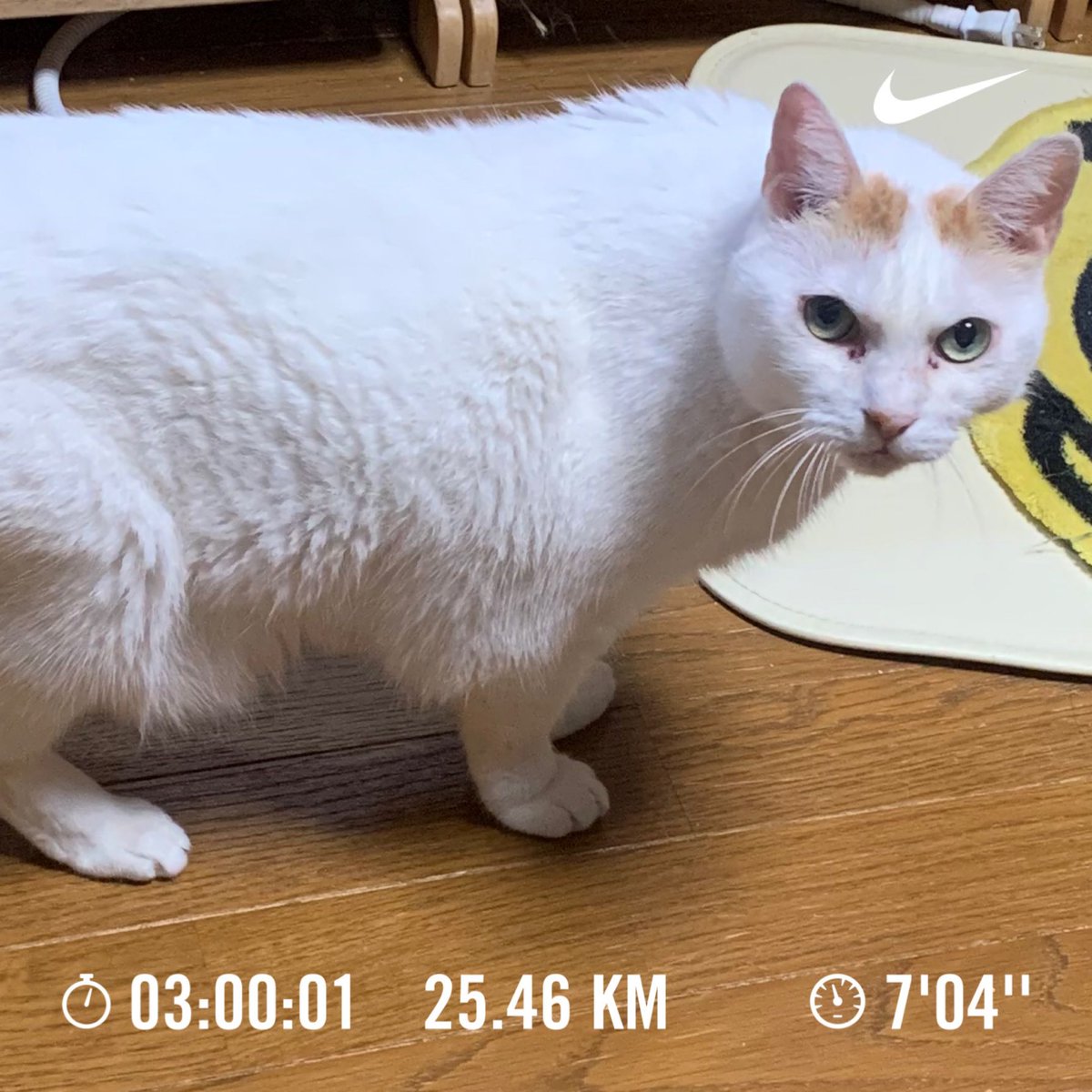 cronoszx12r's tweet photo. Nike⁠ Run Club アプリで 25.46 kmを走りました
#nrc #nikeplus #justdoit #garmin 
#lsdrun #3時間
#レンくん https://t.co/JOy2mhBoPO