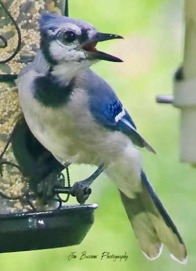 Jbusc33's tweet photo. #bluejay #birds #beauty #backyard #portrait #wildlife #wildlifephotography #upstateny #birdsofinstagram #birdsoftwitter #bluejaysofinstagram #audobonsociety #news8photo #just_newyork #your_best_birds @News_8 @bhphoto #picturetokeep_weekly @13WHAM @news10nbc https://t.co/WgtPRjTrPv