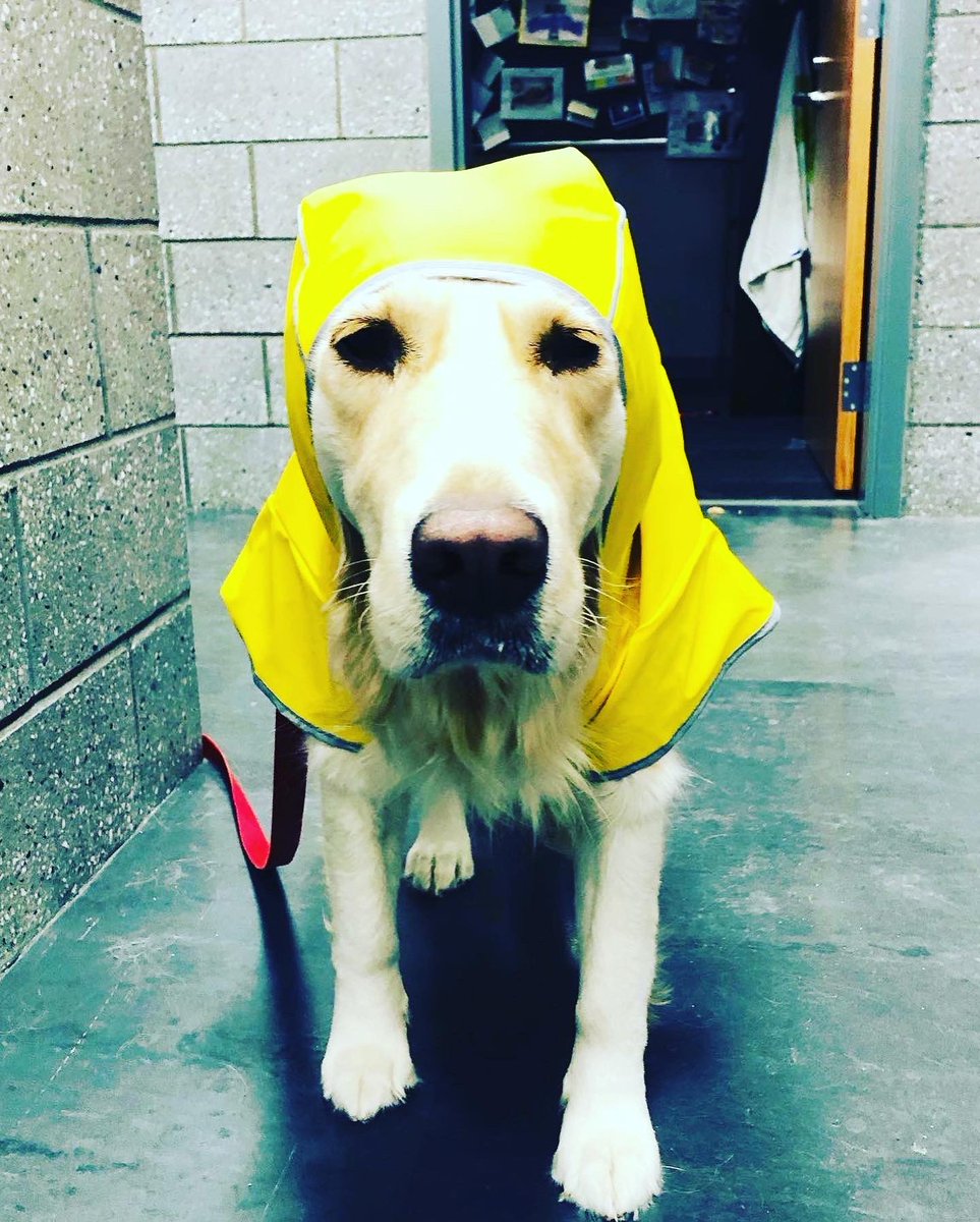 Rebel smile it’s the first day of school!!! 😂🐶🚓 @WalpoleHS @Bird_Middle @JohnsonNews @elmwalpole @oprschool @BoydenSchool @FishrSchWalpole @NorfolkAggieHS @BSSchoolWalpole