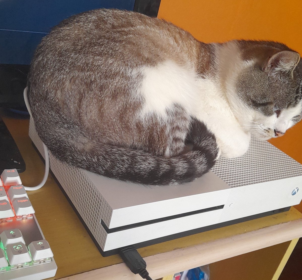 skilledmanx's tweet photo. My cat is a gamer 😼 https://t.co/oer7uvOW72