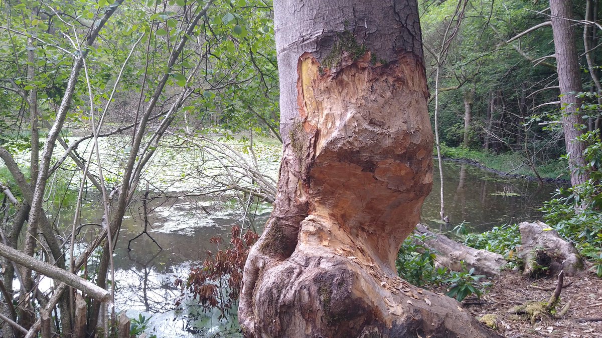 ambroise_baker's tweet photo. 4/4 Monitoring change during rewilding is an opportunity to quantify societal benefits such as fighting climate change and biodiversity loss, but also requires overcoming barriers
Sessions 3.1 &amp; 3.2 about #rewilding at #INTECOL2022 feat. @WildlifeBiol @SaraKingUK @RewildingB https://t.co/x3OtgpjRFt