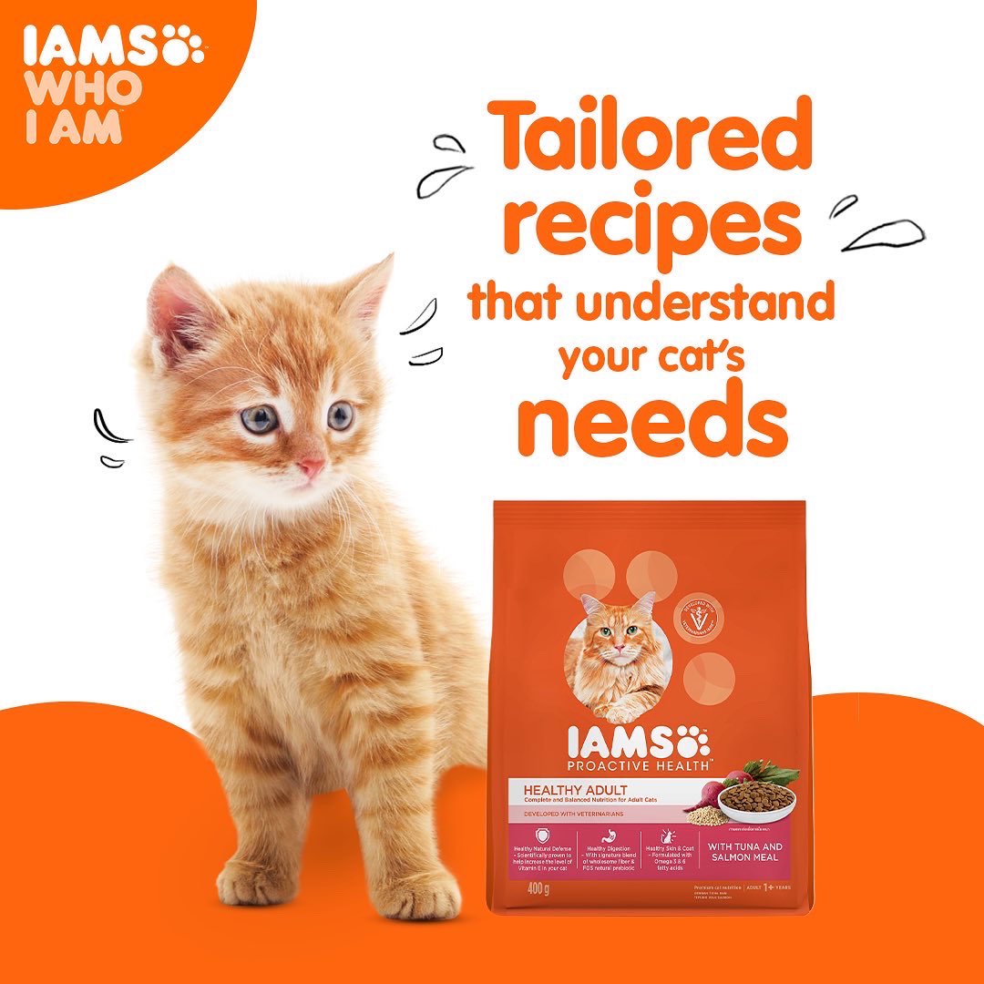 IndiaIams's tweet photo. Scientists believe that due to a gene mutation, Cats do not have a sweet tooth like most dogs do. 
IAMS has been developing cat food for more than 7 decades and we take all such things into consideration while forming the perfect tailored recipes for your cat.

#IAMS #IAMSWhoIAm https://t.co/YU13kVe6qG