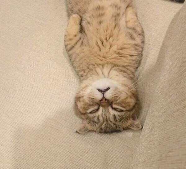 「白目、口がポカーン」に爆笑! 猫の無防備な寝姿からわかる心理|獣医師解説|ねこのきもちWEB MAGAZINE https://t.co/MveY6sfPxq