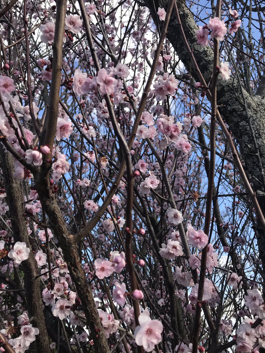 春天悄悄地来了……