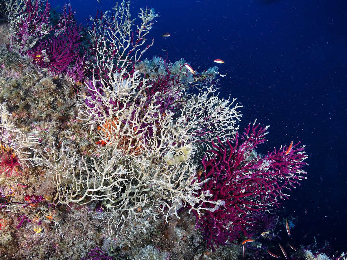 Conséquence des canicules marines en Méditerranée : les gorgones rouges qui ont subi une mortalité quasi totale de la surface à près de 30m de profondeur. 
#canicule #rechauffementclimatique 
Photo:Florian Soppelsa