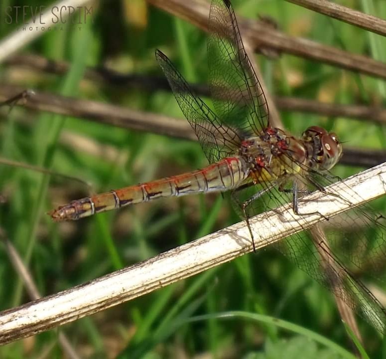 Common Darter, 28.08.22 Davyhulme Millennium Nature Reserve
Can't get enough of these guys, soon be gone for another year.  
@GroundworkGM <a href="/FlixtonUrmston/">Love where you live</a> <a href="/UrmstonMeadows/">Urmston Meadows</a> <a href="/TCVManchester/">TCV Manchester</a> <a href="/CityofTreesMcr/">City of Trees</a> <a href="/GMGreenCity/">GM Green City</a> <a href="/unitedutilities/">United Utilities</a> <a href="/promotetrafford/">Promoting Trafford</a>
