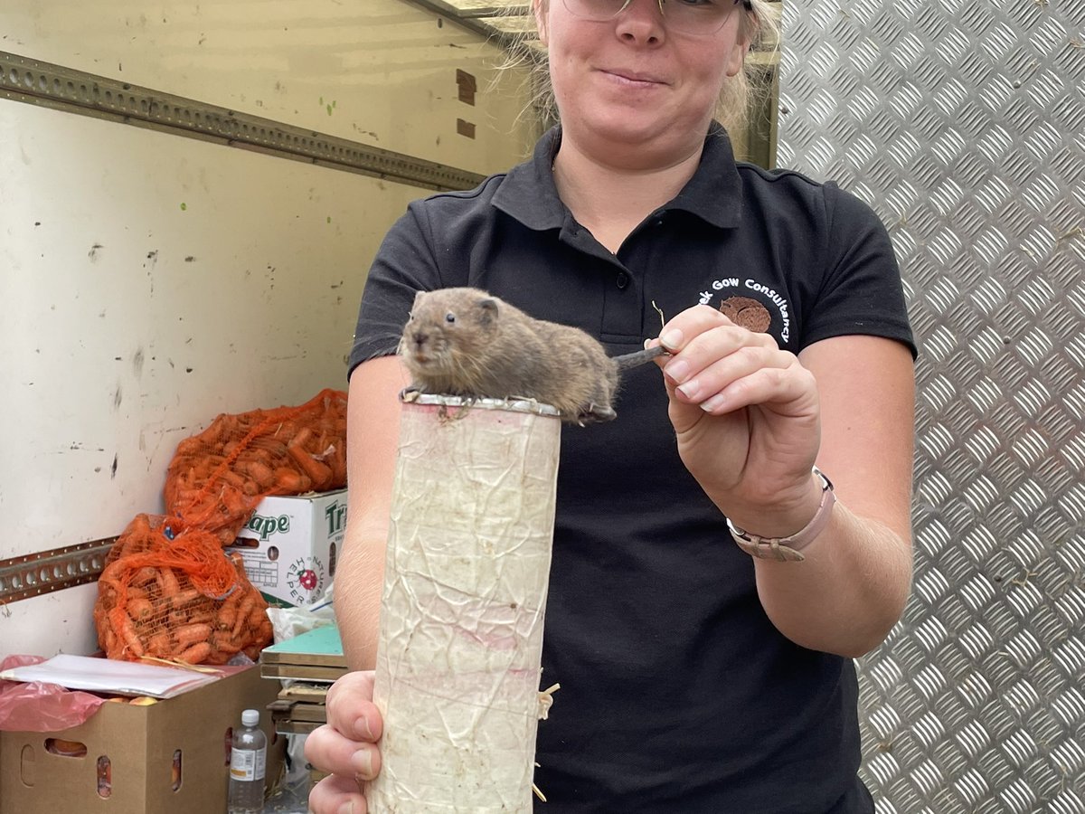 AmyJaneBeer's tweet photo. And on Monday, I went back, and this happened. Thanks to Elliott, his @CitizenZoo colleagues &amp; a wonderful group of local guardians, there are once again water voles on the Hogsmill. The world just got a little bit better. Congratulations to all involved. https://t.co/HNM8rUOAFb