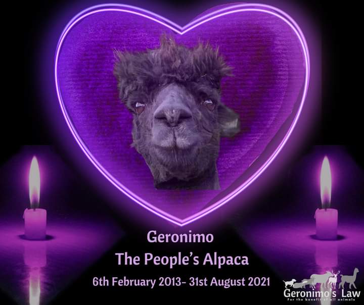 @alpacapower Will never forget our star, Geronimo and to those who killed him they won't be forgotten either or forgiven. The fight for justice goes on. Rest in peace Sweetheart #justiceforgeronimo #wearegeronimo 💜💜💜💜