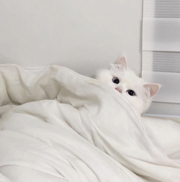 lcvediaries's tweet image. ໒꒰ྀིっ˕ -｡꒱ྀི১ hi! im ria, new to #studytwt

        📖 . . . about me :

— she/her, 16, entp
— filo/eng
— stem student!  
— likes sunoo, ive, painting, music, etc.

🖇 photos from pinterest. 
♡ /  ↺ to be moots !  ´͈ ᵕ `͈