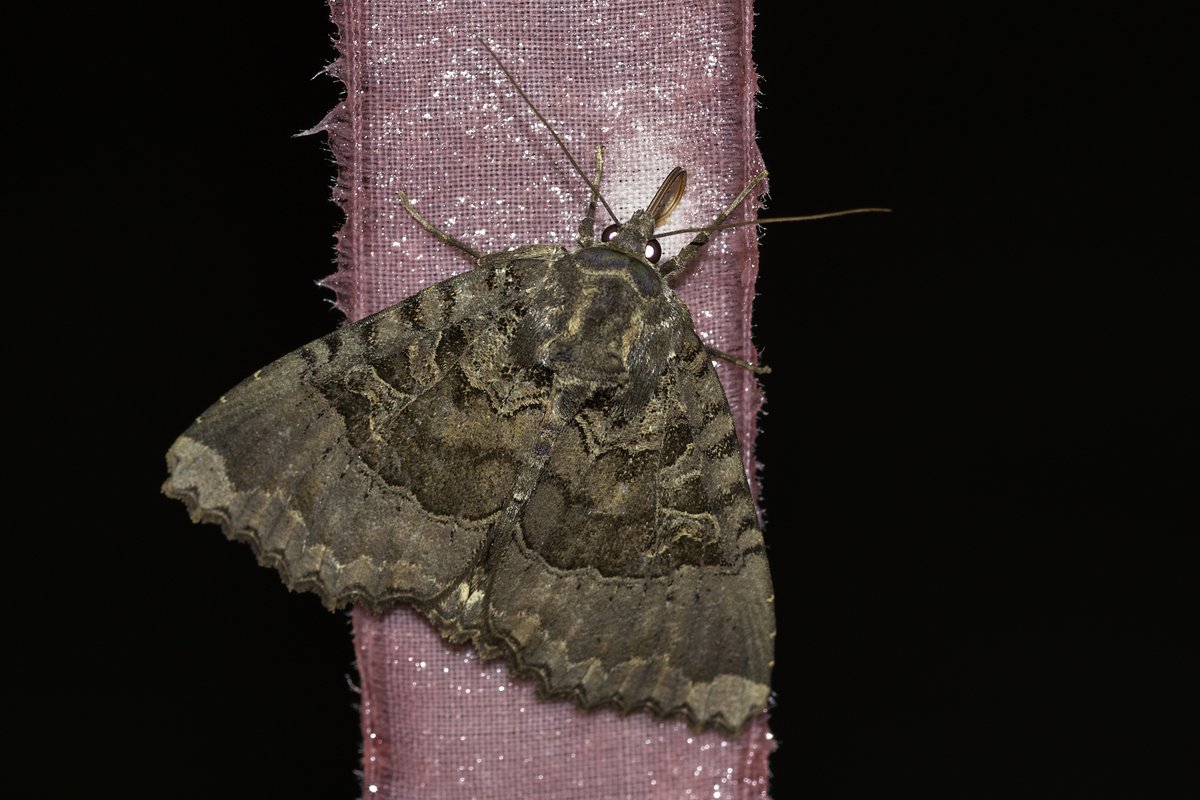 i_ijoseph's tweet photo. An Old Lady on wine/sugar last night! Impressive moth! https://t.co/Hs3hu4oXNi