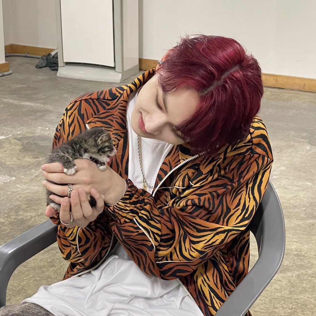 a cat playing with a baby cat #jungwon