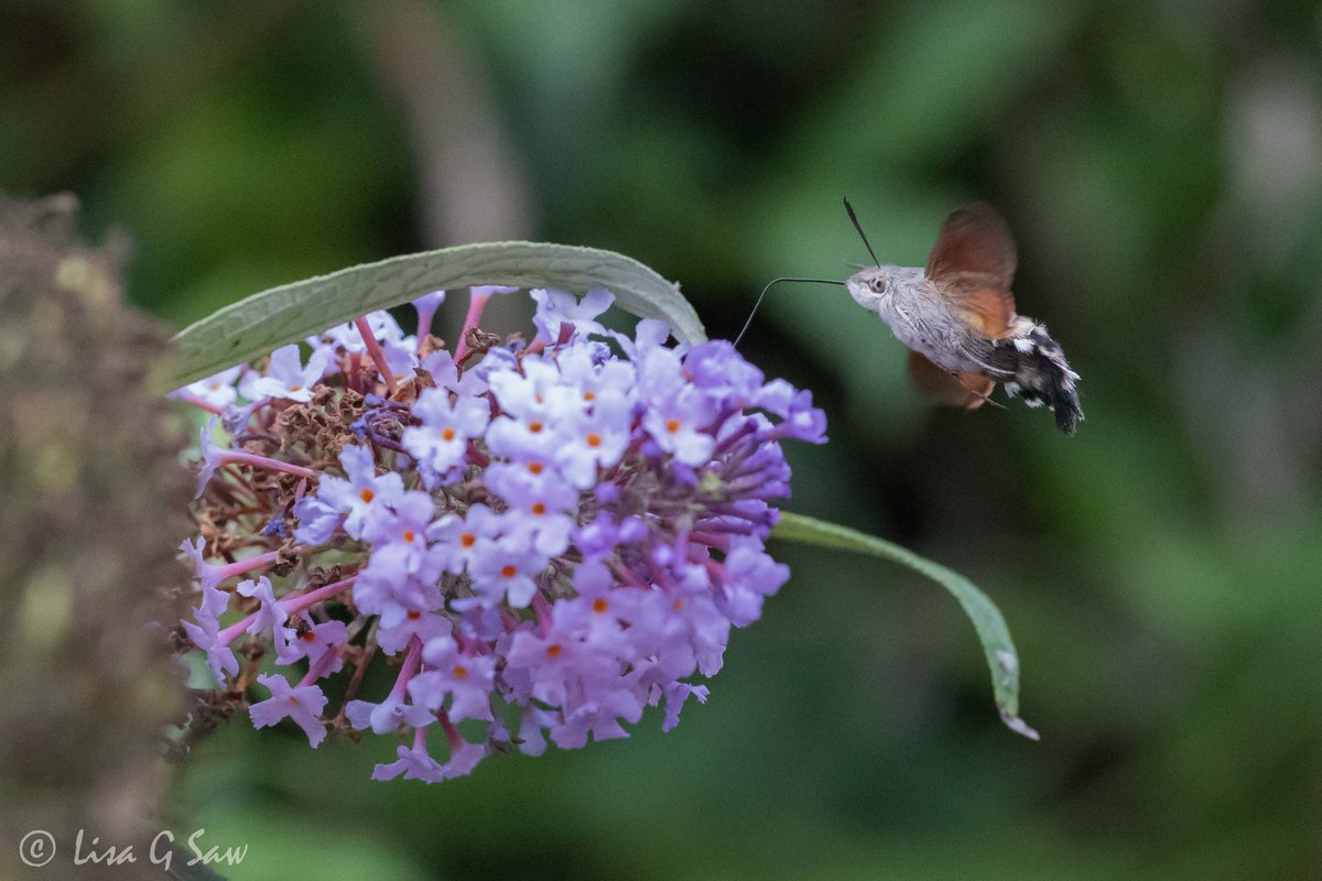 lisagsaw's tweet photo. Last year I saw my first Humming-Bird Hawk-Moth and only saw the one. This year I'm seeing them everywhere! They seem to be having a good year. I don't think it's just because I'm more aware of them now. 🤔

@BCSussex @SussexWildlife https://t.co/ltbq8uWHLJ