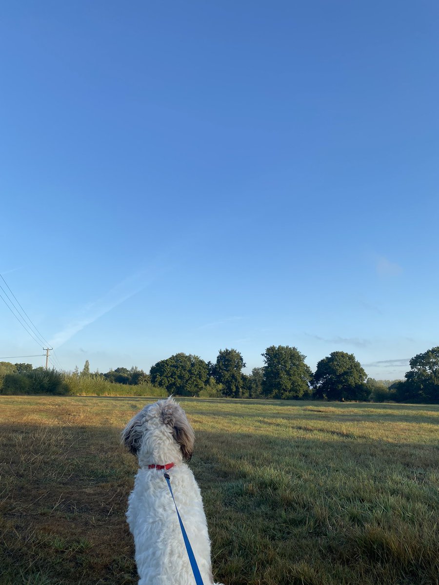 Pete Gavan tweet media