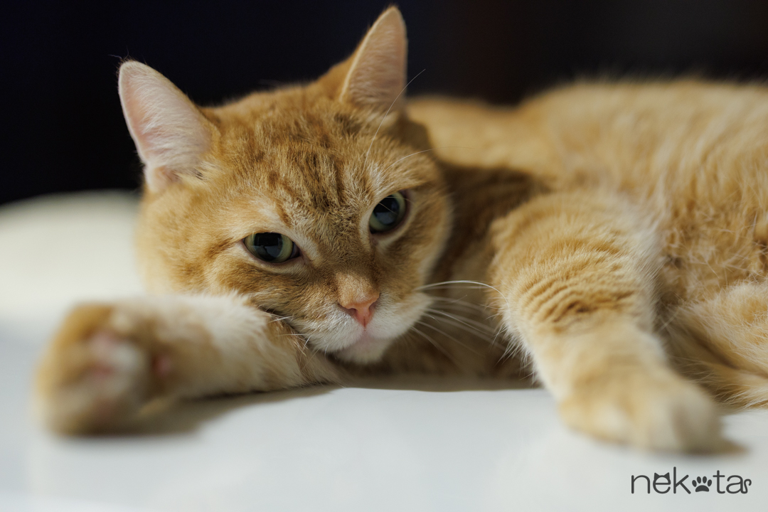 真夜中のレオ(=^・^=) 仔猫たちは夜の大運動会だけど ベテランのレオくんは傍観者 自分の世界に入って お休み中だにゃあ😻