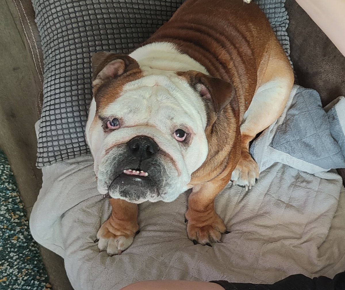 vanbeek7's tweet photo. Good morning! Jake 🐾❤️ #lovemybully https://t.co/5RX6JPLbXY