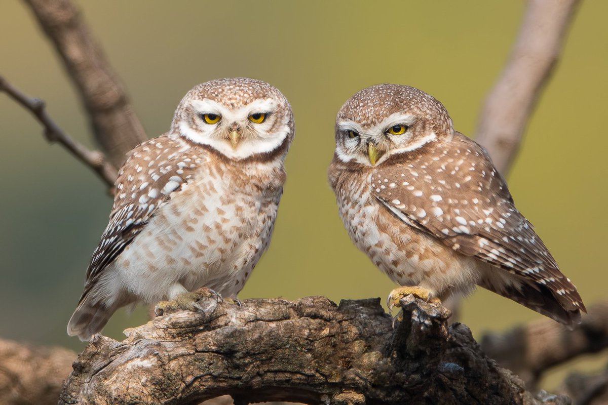 Stage is set 🙂 Spotted owlets at Salt range, Punjab 🇵🇰