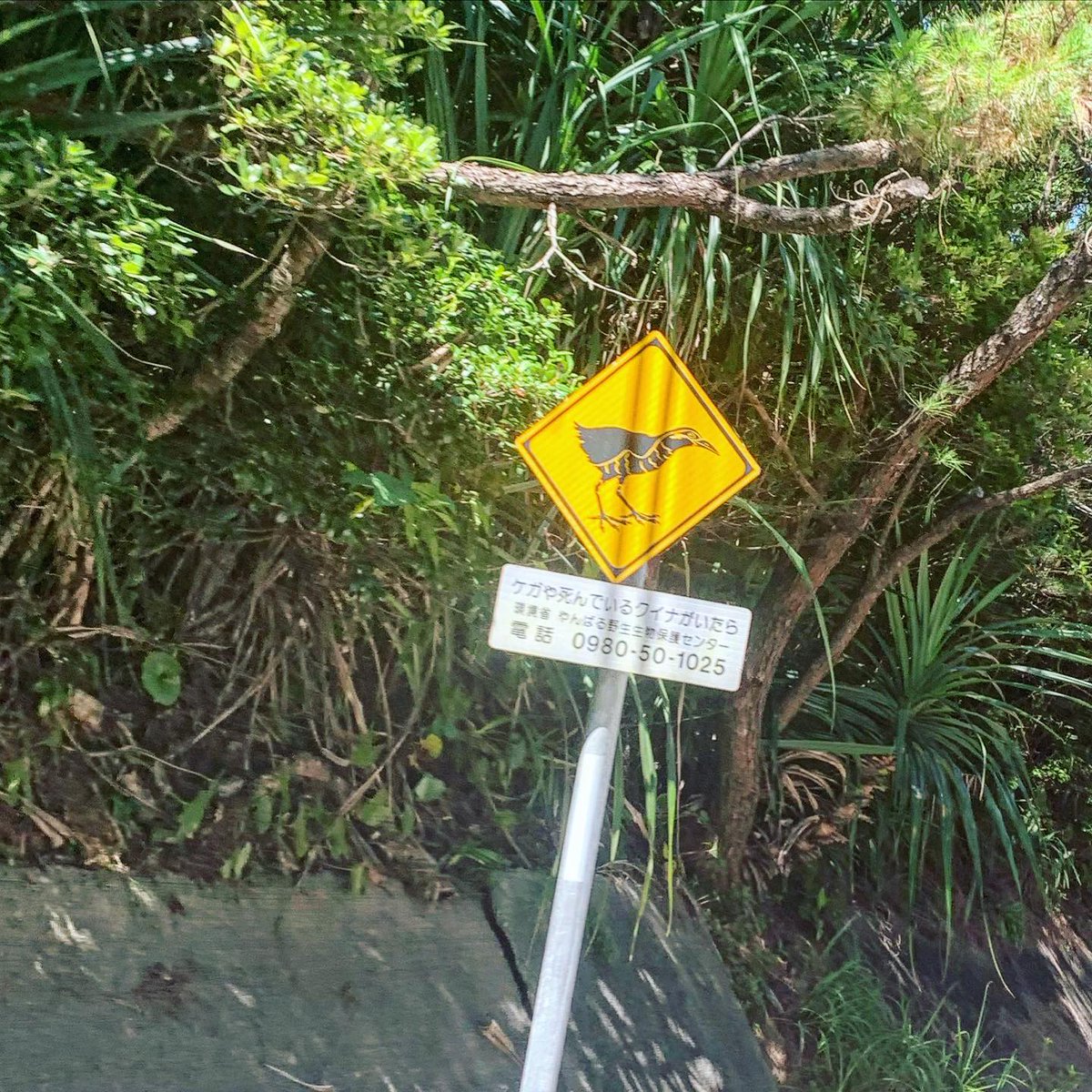 tourguide_jp's tweet photo. This is a signboard for the Okinawa rail, which is found only on the main island of Okinawa in Japan. 🦤
The Okinawa rail is a bird species classified in the Ornithoptera, Craneiformes, Cuidae, Hypotaenidia.

#japantravel #japantrip #japanlover #japanese #japantourism #asiatravel https://t.co/DmjNPDjqYf