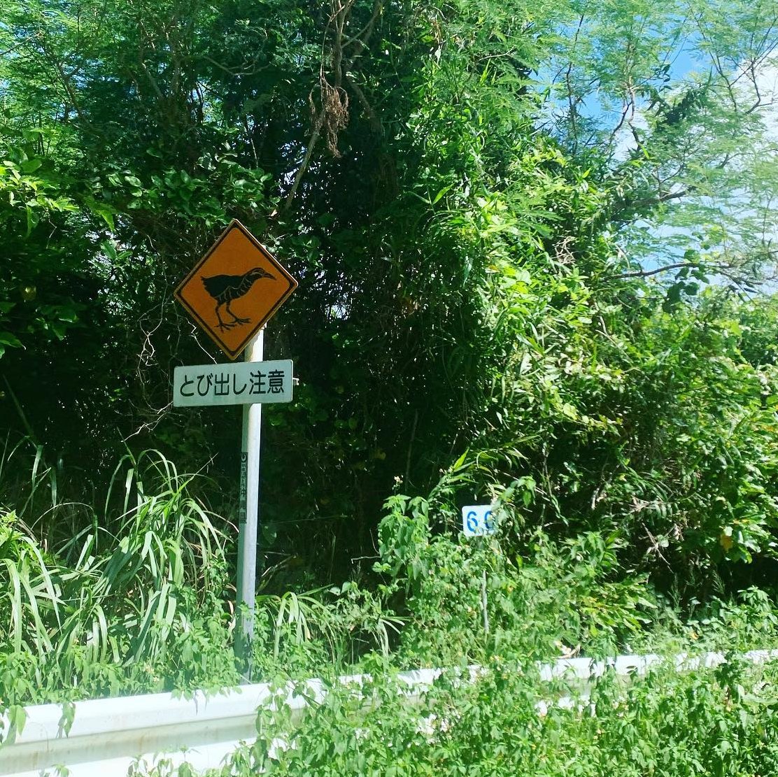 tourguide_jp's tweet photo. This is a signboard for the Okinawa rail, which is found only on the main island of Okinawa in Japan. 🦤
The Okinawa rail is a bird species classified in the Ornithoptera, Craneiformes, Cuidae, Hypotaenidia.

#japantravel #japantrip #japanlover #japanese #japantourism #asiatravel https://t.co/DmjNPDjqYf